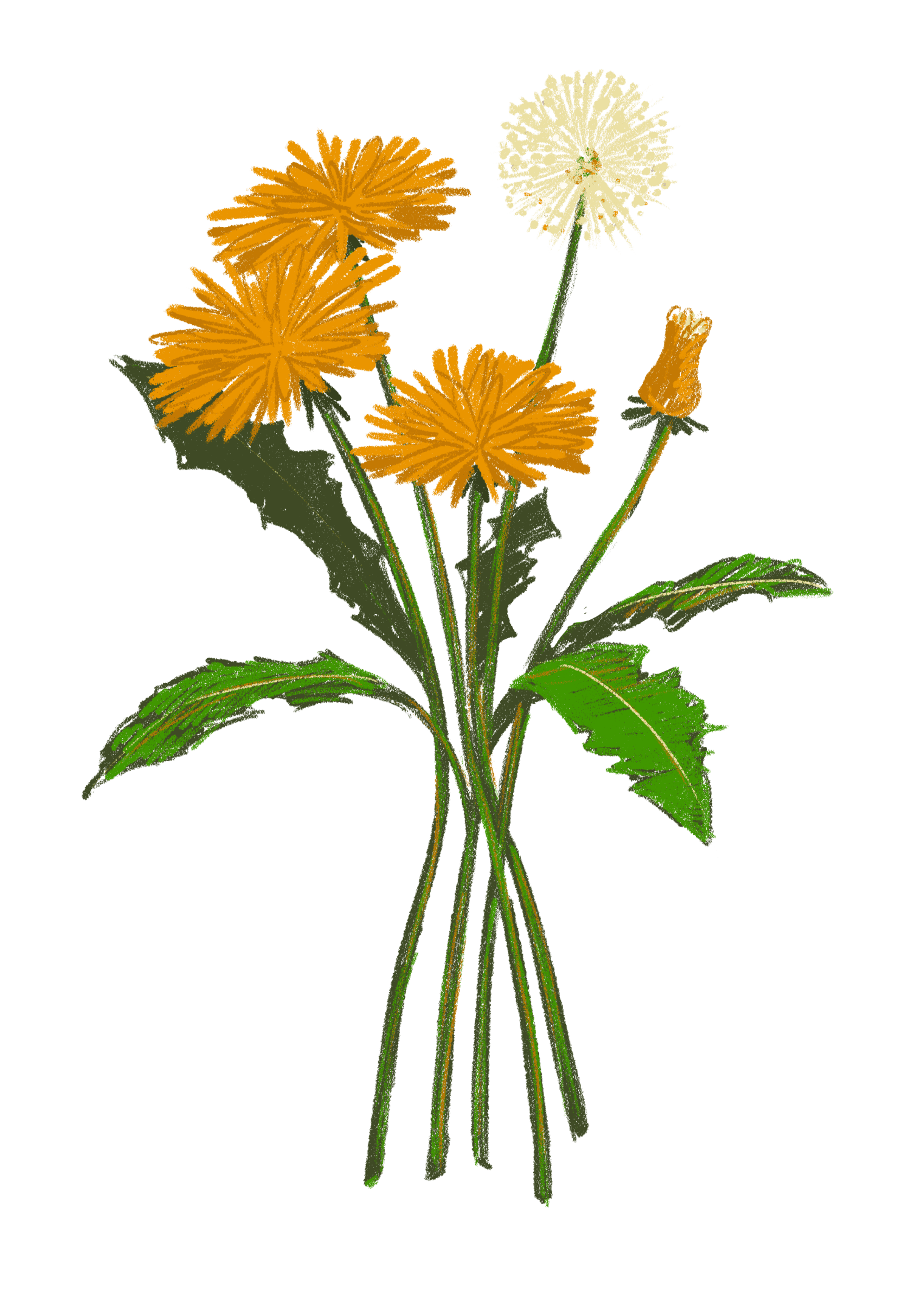 Fiore